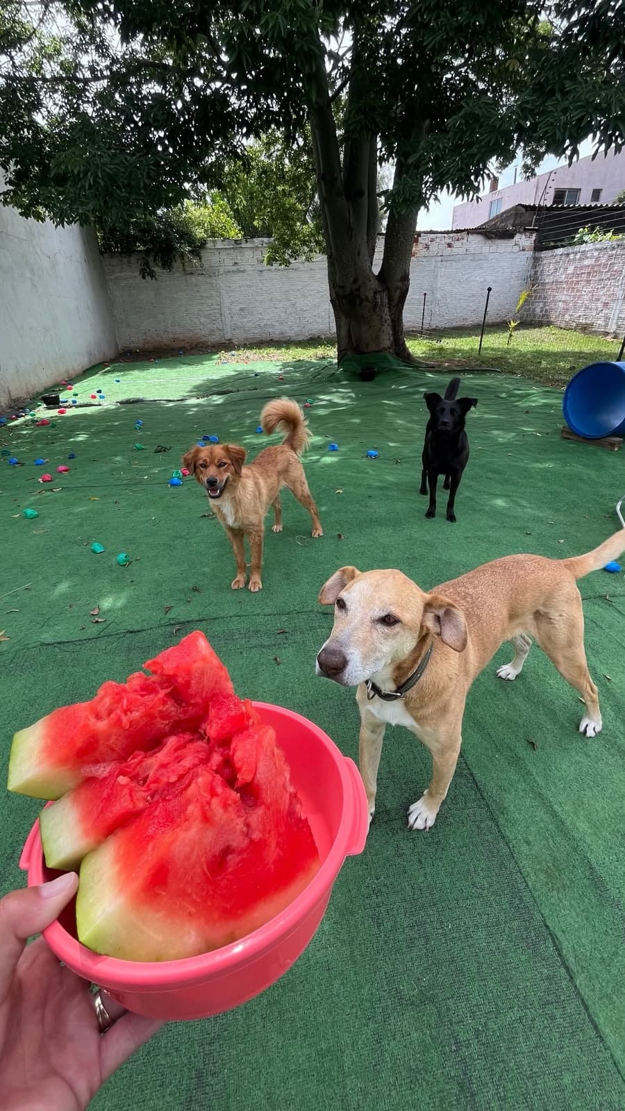 Cachorro comendo fruta