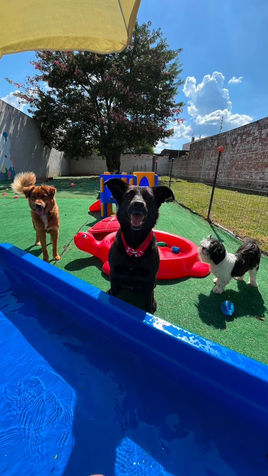 Pets brincando no gramado