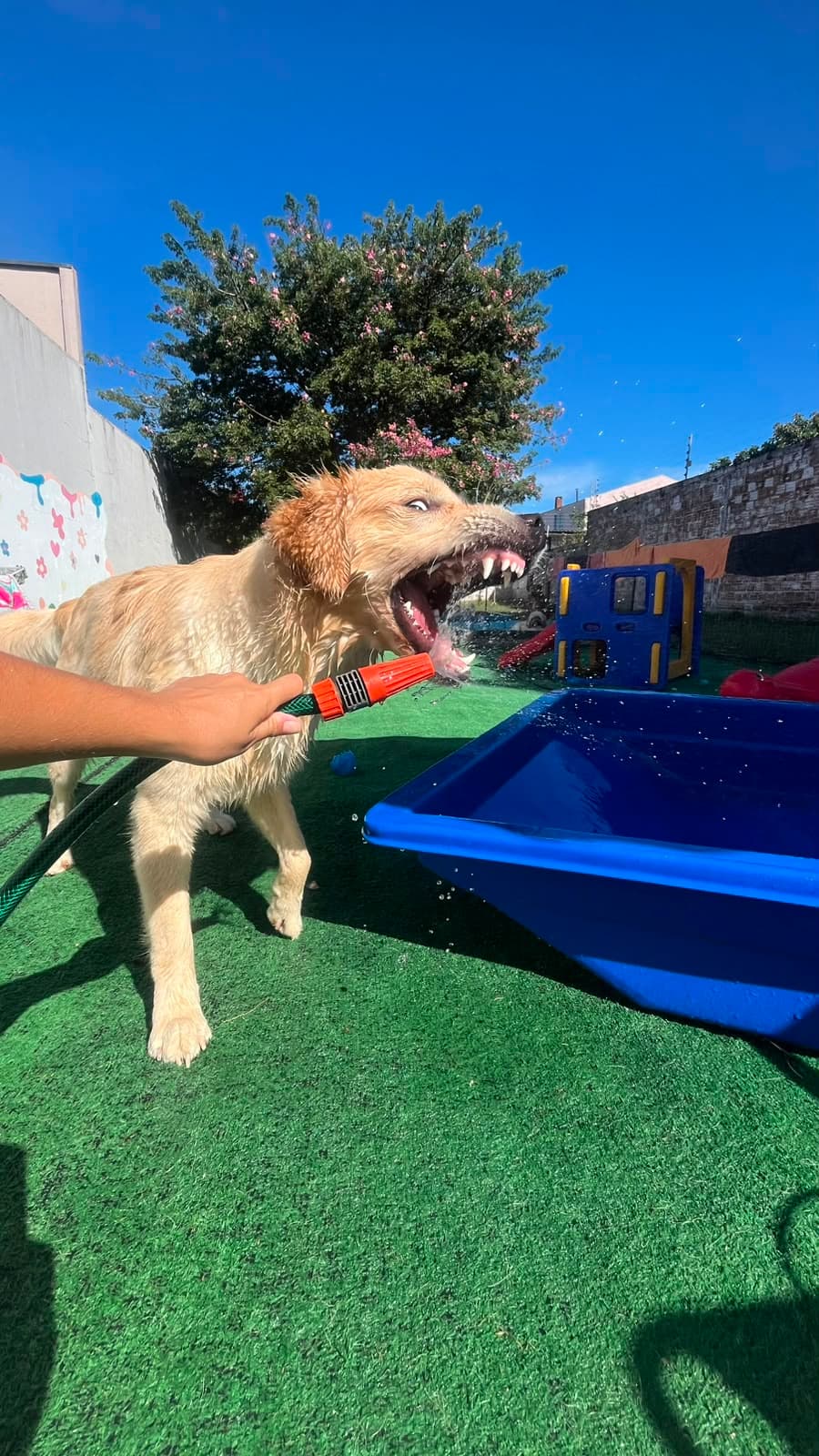 Cachorro tomando banho