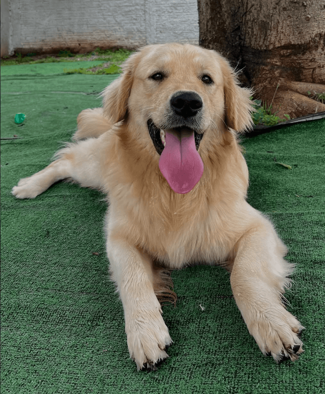 Golden Retriever
