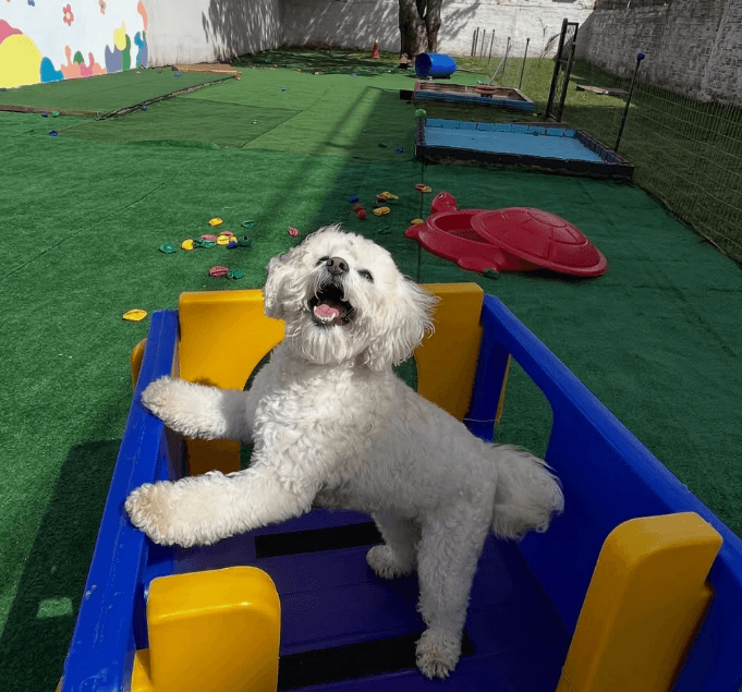 Poodle branco