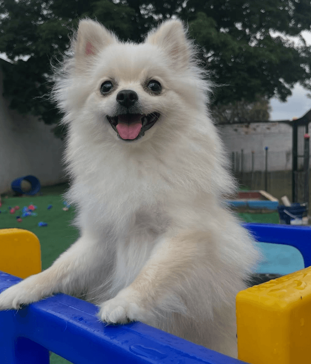 Spitz Alemão no brinquedo